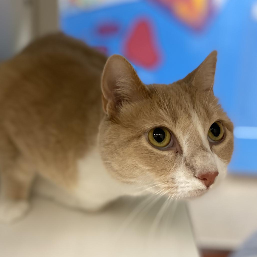 Enlarge Paisley, a Adoptable mixed breed in Cheyenne, WY image 3/3