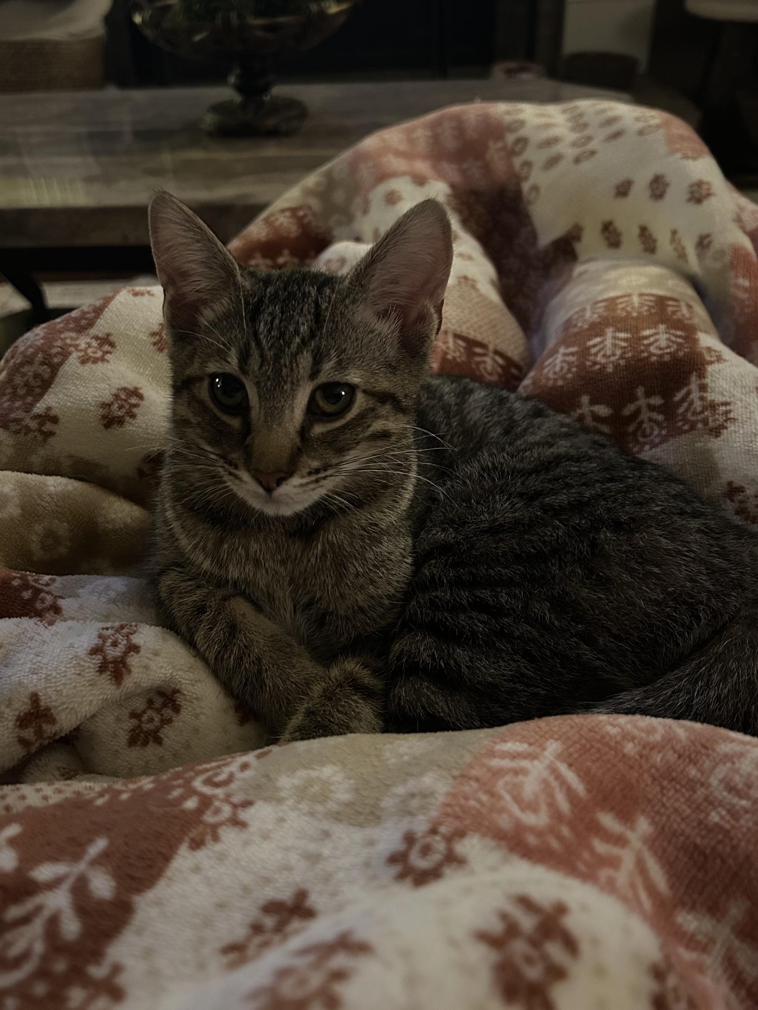 Enlarge Winter, a Adopted Domestic Short Hair in Murfreesboro, TN image 3/4