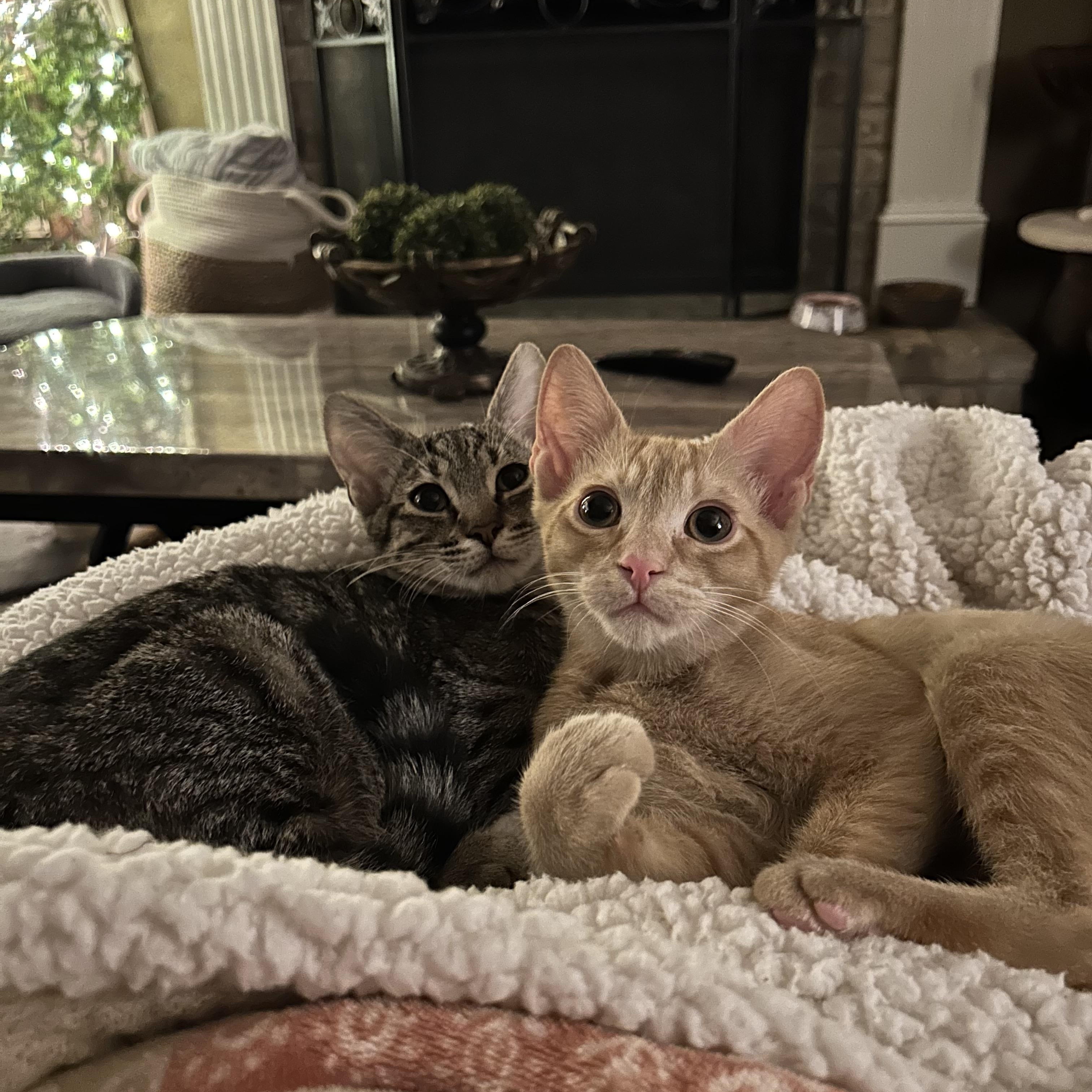 Enlarge Winter, a Adopted Domestic Short Hair in Murfreesboro, TN image 4/4