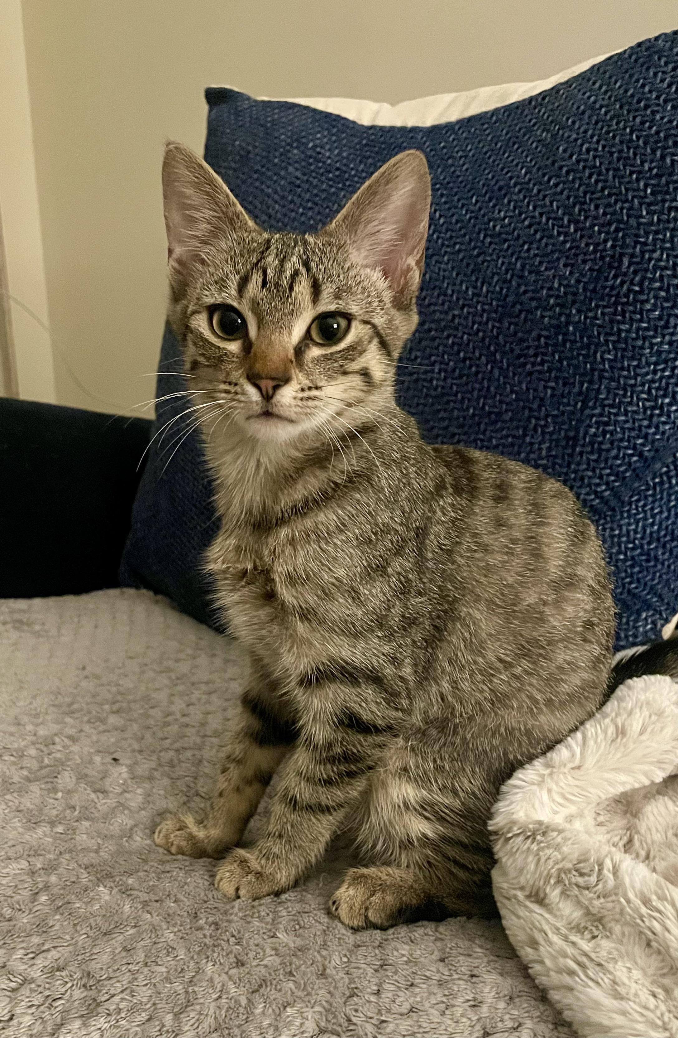 Enlarge Winter, a Adopted Domestic Short Hair in Murfreesboro, TN image 1/4