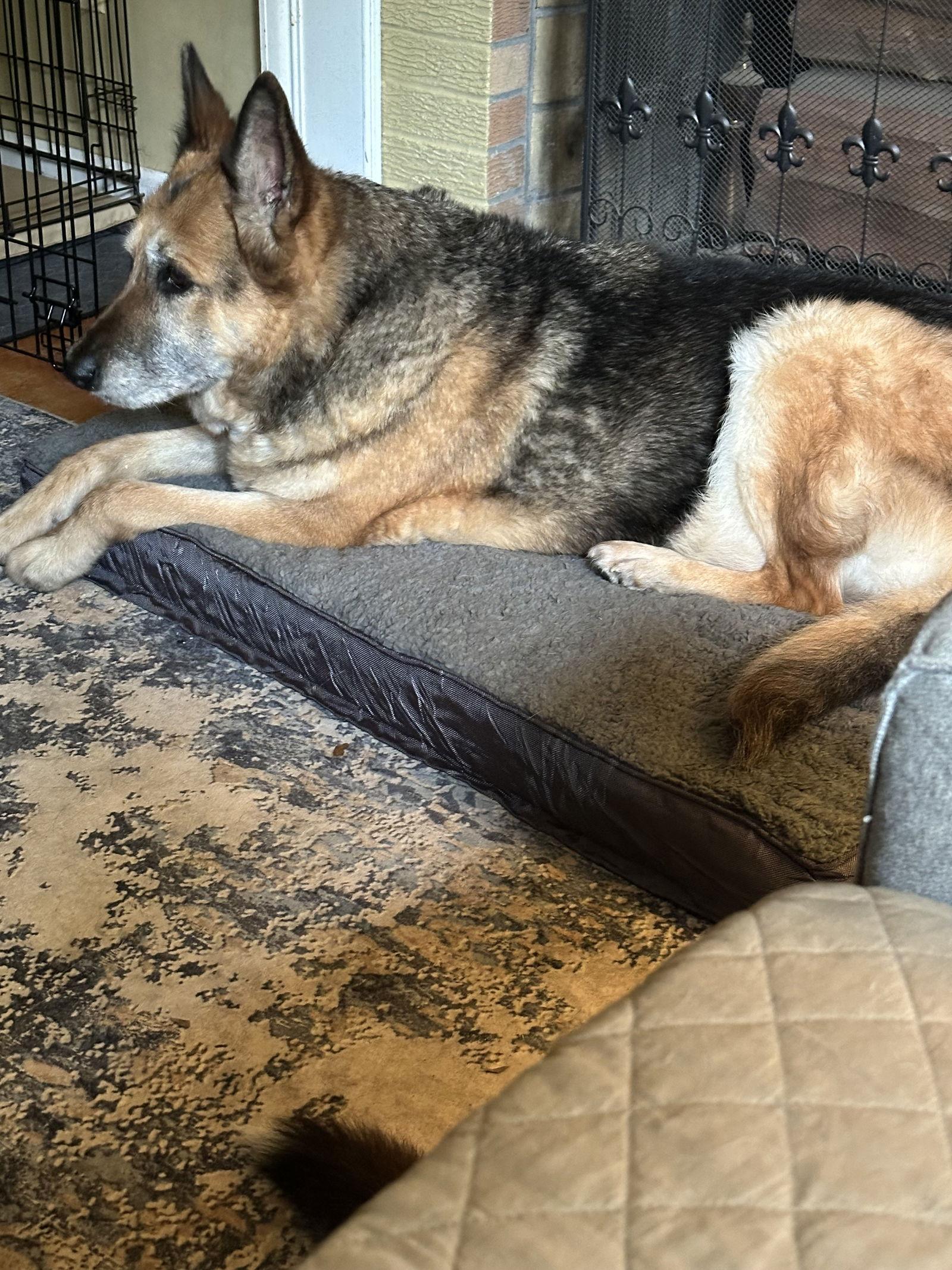 Belle Ann 7266, a Adoptable German Shepherd Dog in Centreville, VA image 1/2