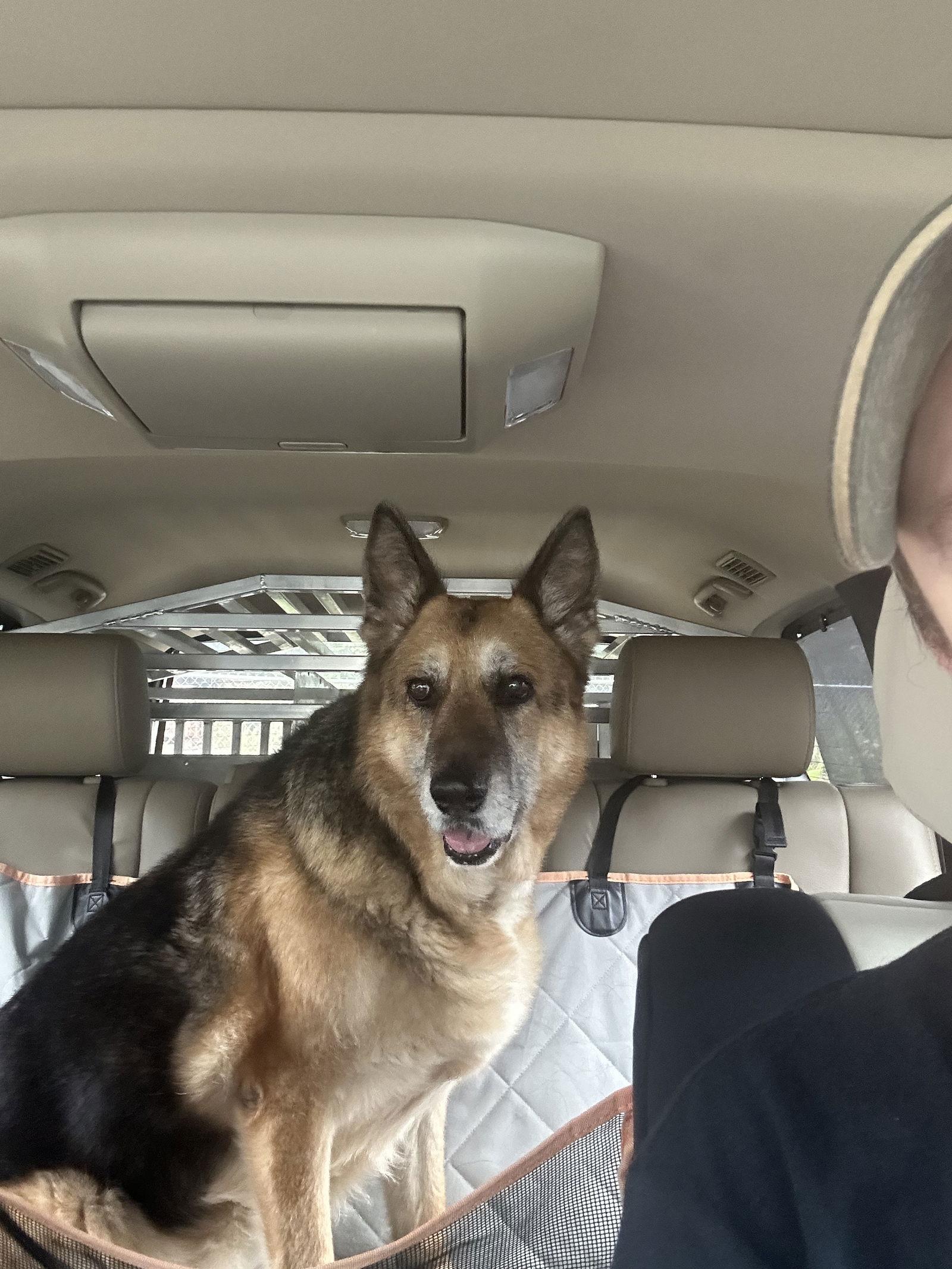 Belle Ann 7266, a Adoptable German Shepherd Dog in Centreville, VA image 2/2