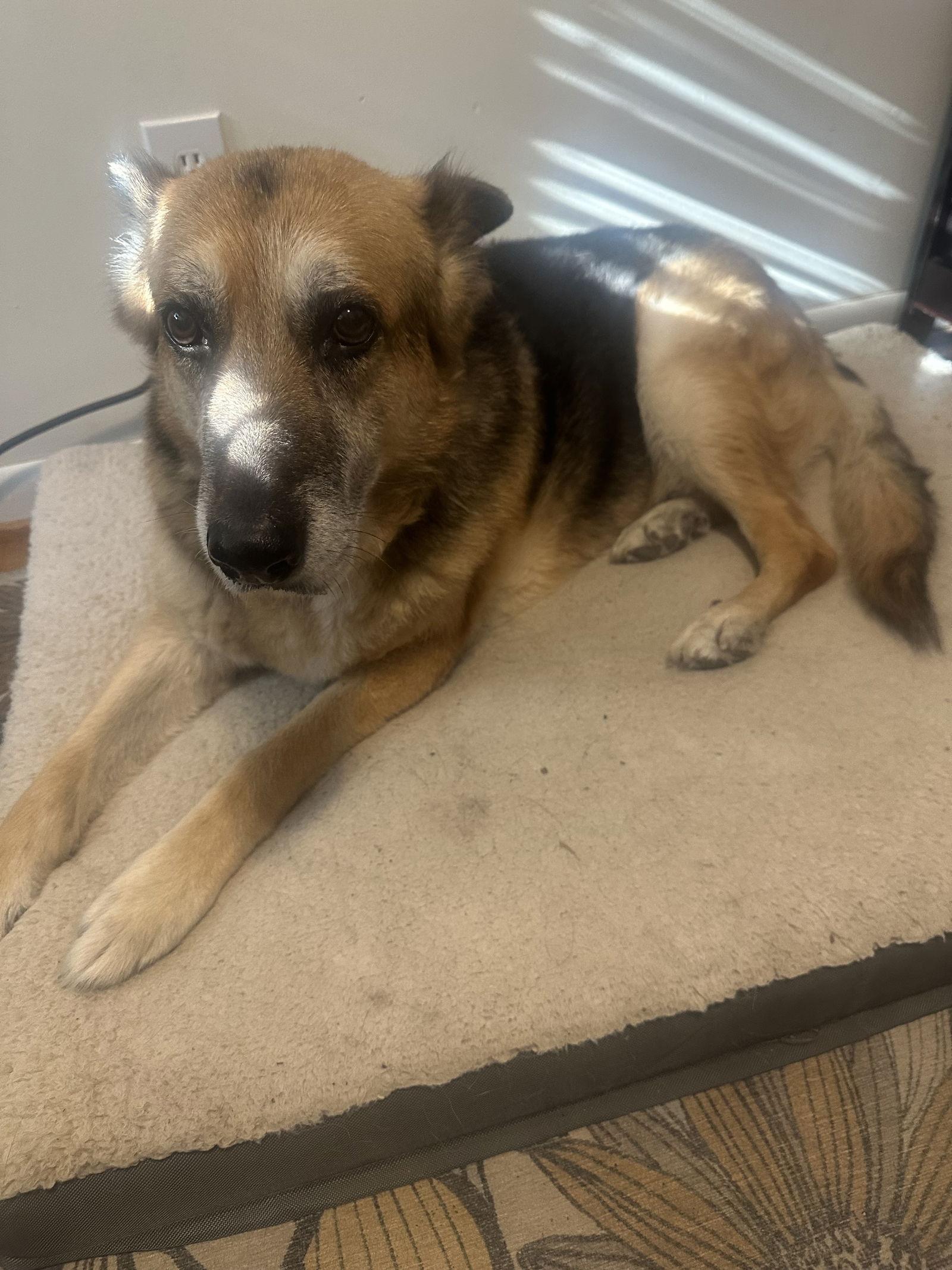 Enlarge Belle Ann 7266, a Adoptable German Shepherd Dog in Centreville, VA image 3/3