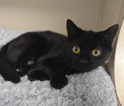 Trombone, Adoptable, Adult Female Domestic Short Hair & Domestic Short Hair.