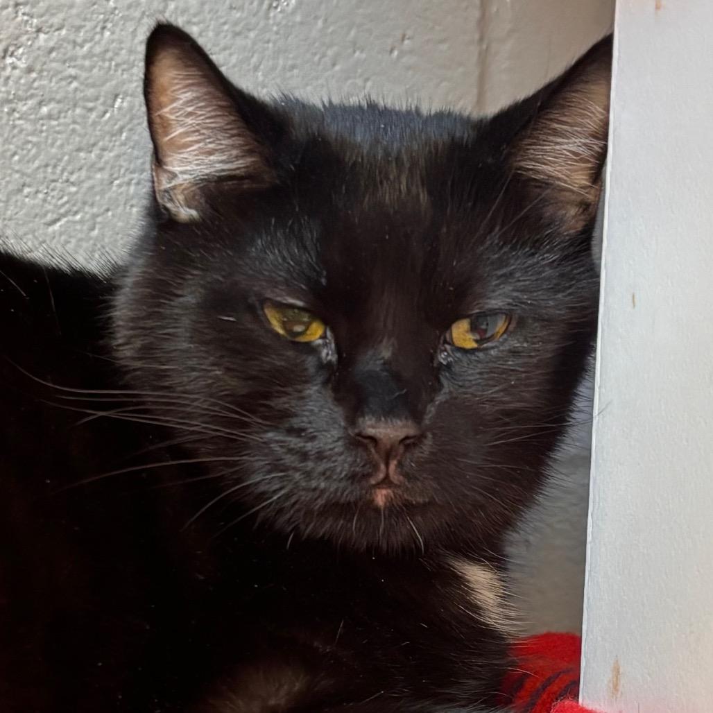 Mr. Jingles, Adoptable, Senior Male Domestic Short Hair.
