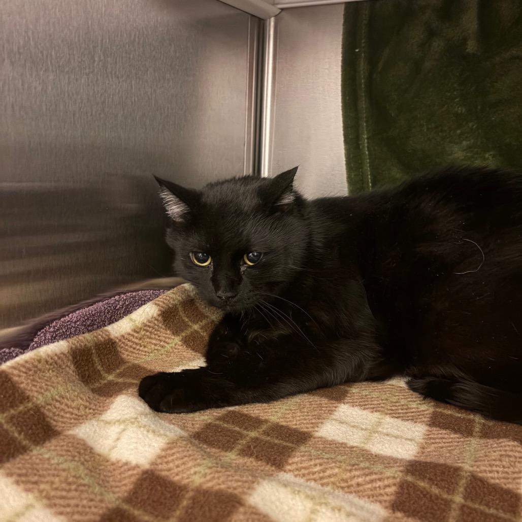 Enlarge Mr. Jingles, a Adoptable Domestic Short Hair in Council Bluffs, IA image 1/1