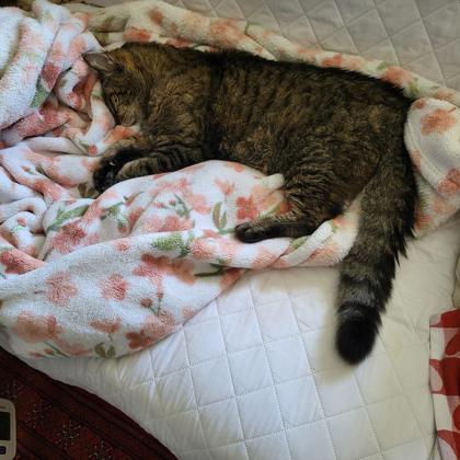 Ace - Available in Foster, a Adoptable mixed breed in Madison, NJ image 1/3