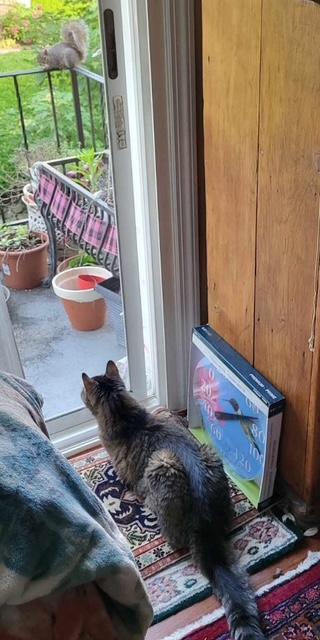 Ace - Available in Foster, Adoptable, Senior Male Domestic Medium Hair & Domestic Short Hair.