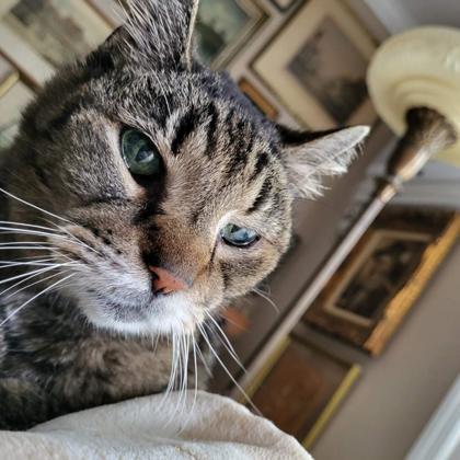 Ace - Available in Foster — thumbnail 3