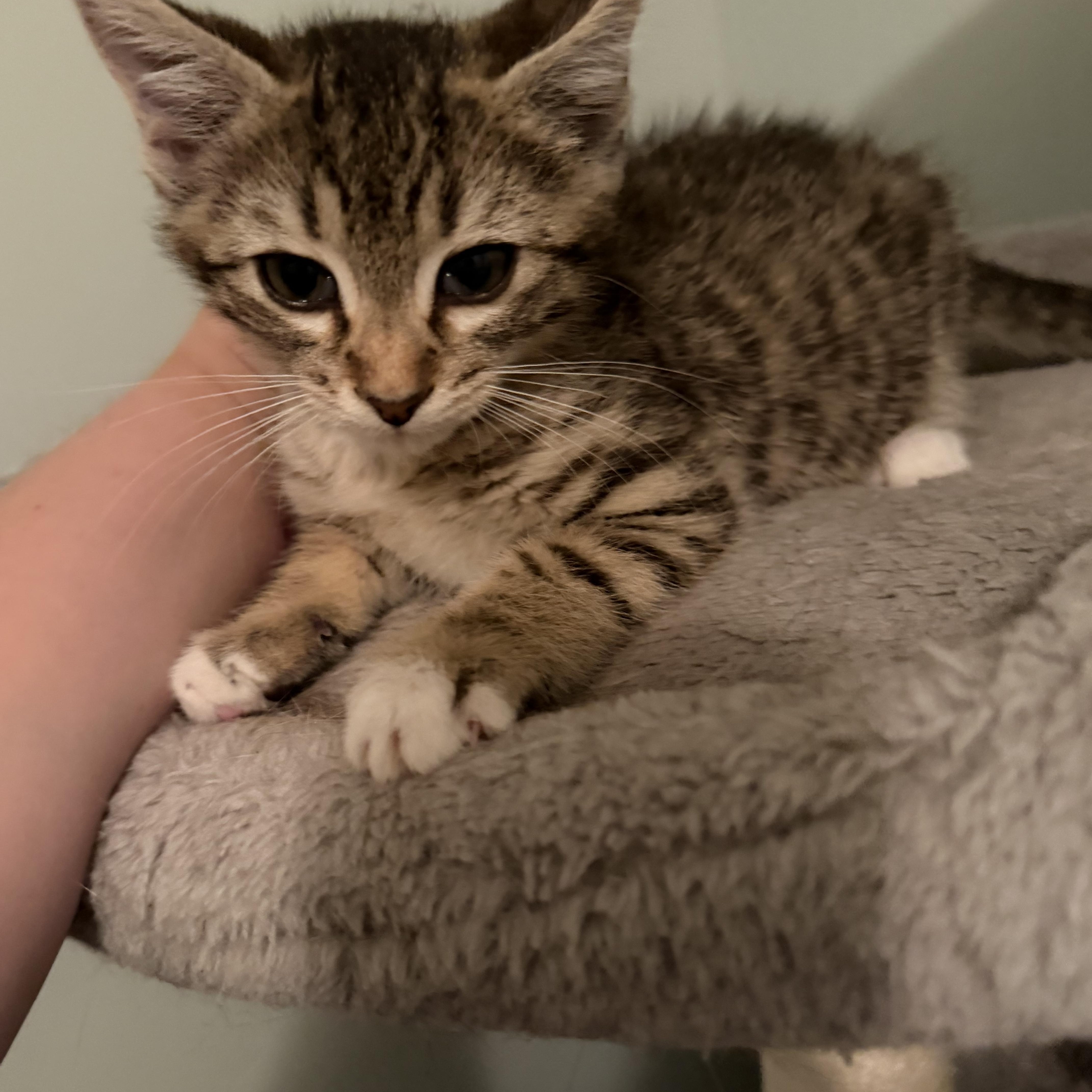 Goober, adopted, Kitten Male Domestic Medium Hair.