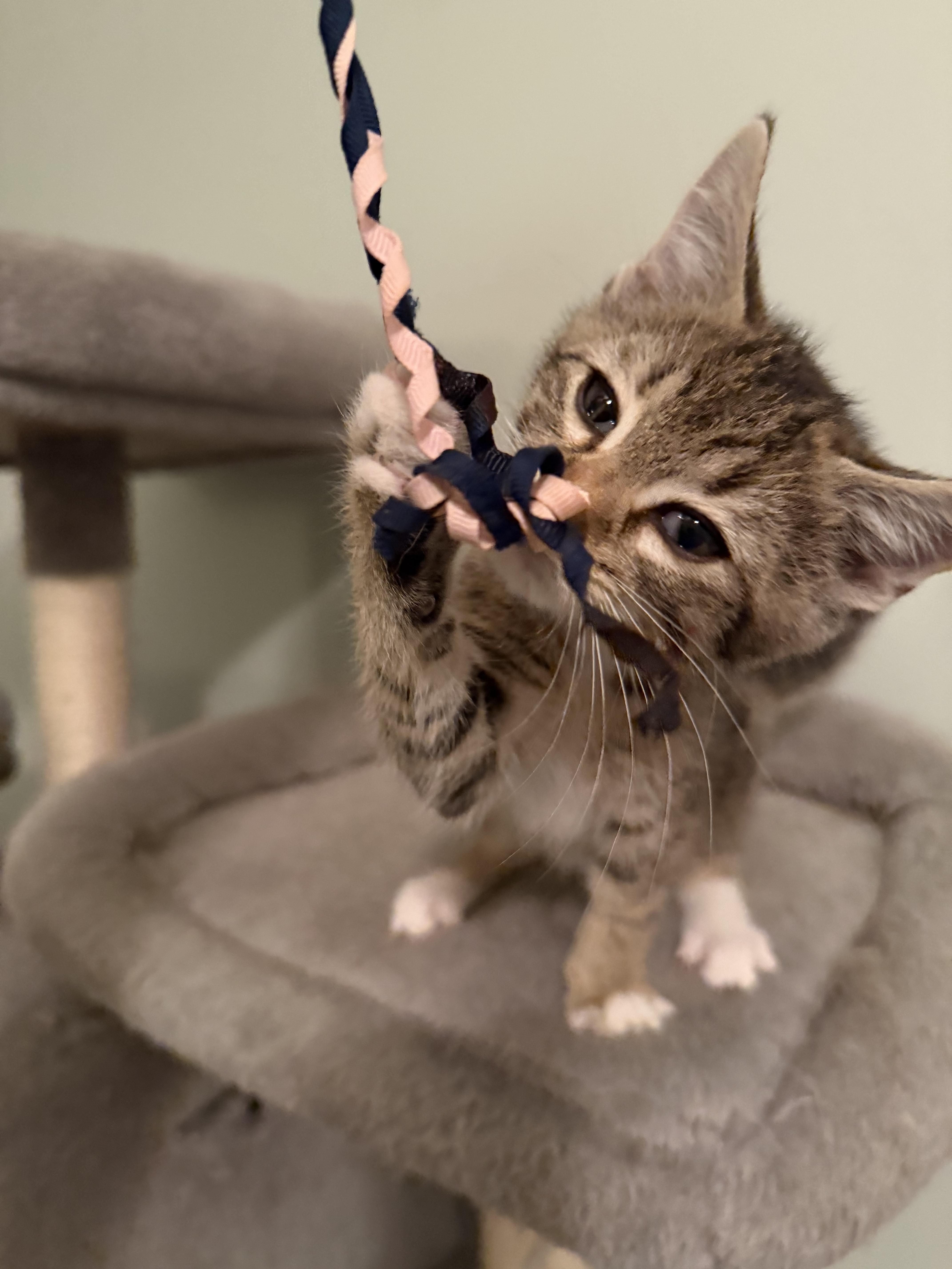 Goober, an adopted Domestic Medium Hair in Greensboro, GA image 2/3