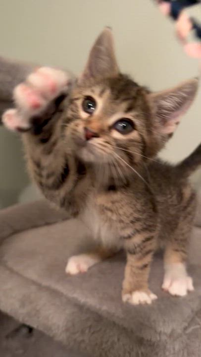 Enlarge Goober, an adopted Domestic Medium Hair in Greensboro, GA video 3/3