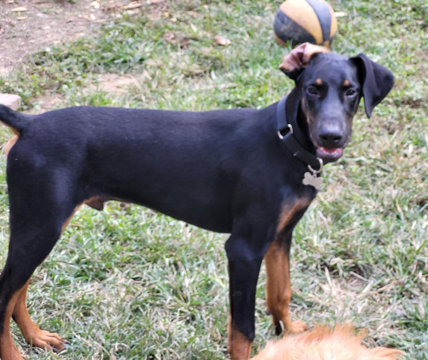 Enlarge Ryker, a Adoptable Doberman Pinscher in Clarksburg, MD image 1/4