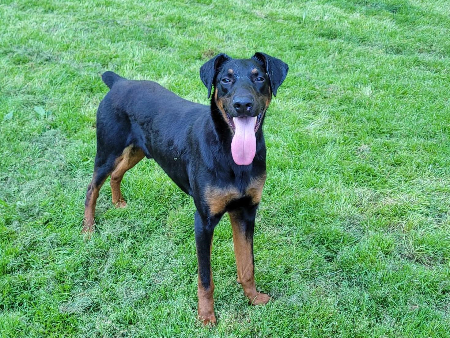 Enlarge Ryker, a Adoptable Doberman Pinscher in Clarksburg, MD image 2/4
