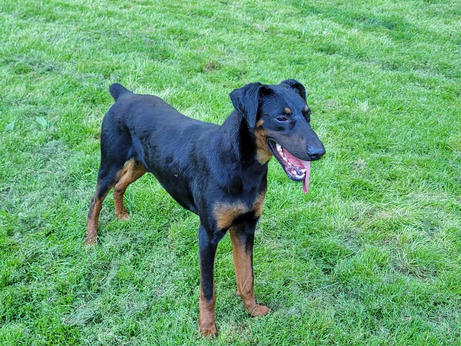 Enlarge Ryker, a Adoptable Doberman Pinscher in Clarksburg, MD image 3/4