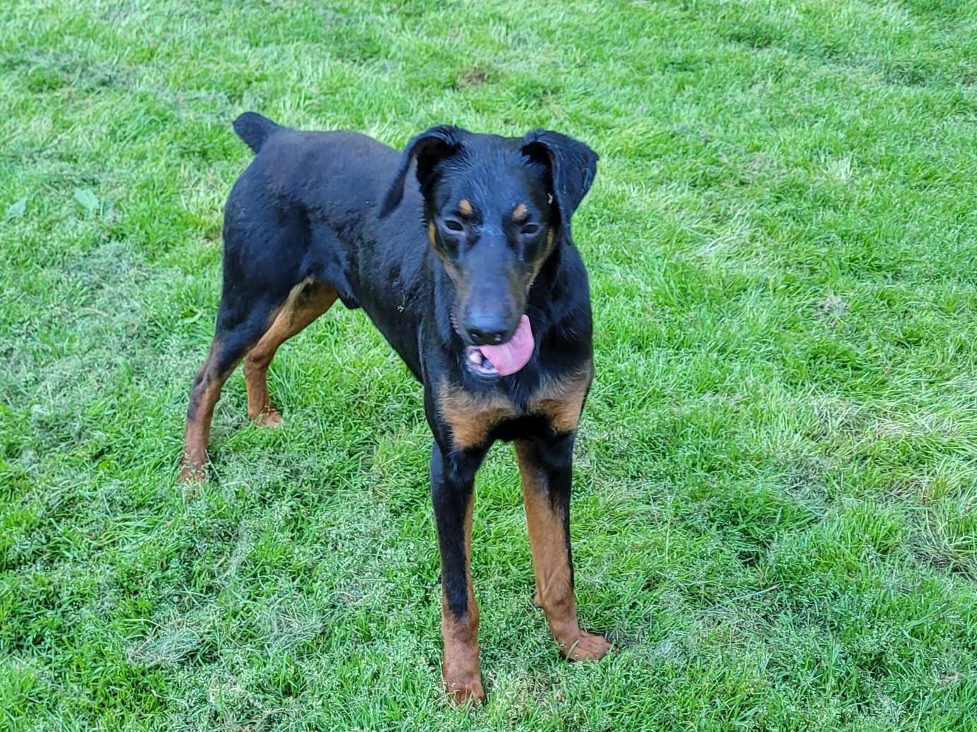 Enlarge Ryker, a Adoptable Doberman Pinscher in Clarksburg, MD image 4/4