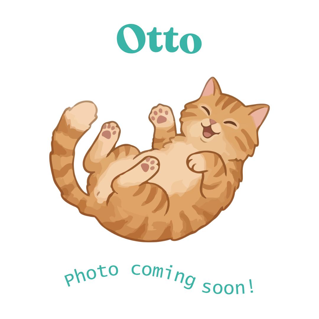 Otto, Adoptable, Kitten Male American Shorthair.