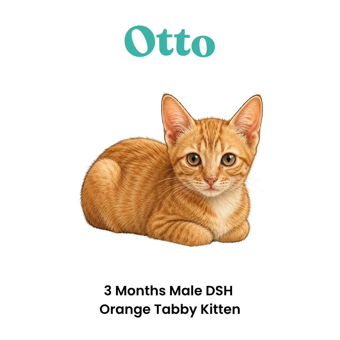 Enlarge Otto, a Adoptable mixed breed in Houston, TX image 2/6
