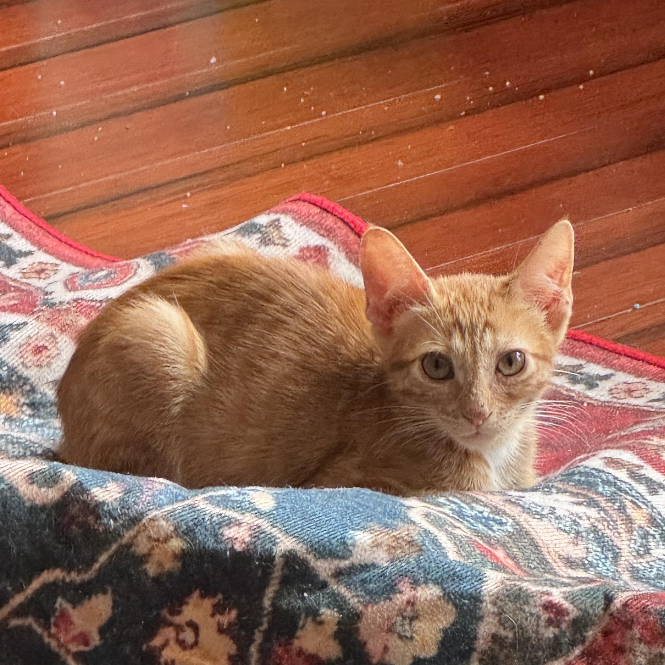 Otto, Adoptable, Young Male American Shorthair.