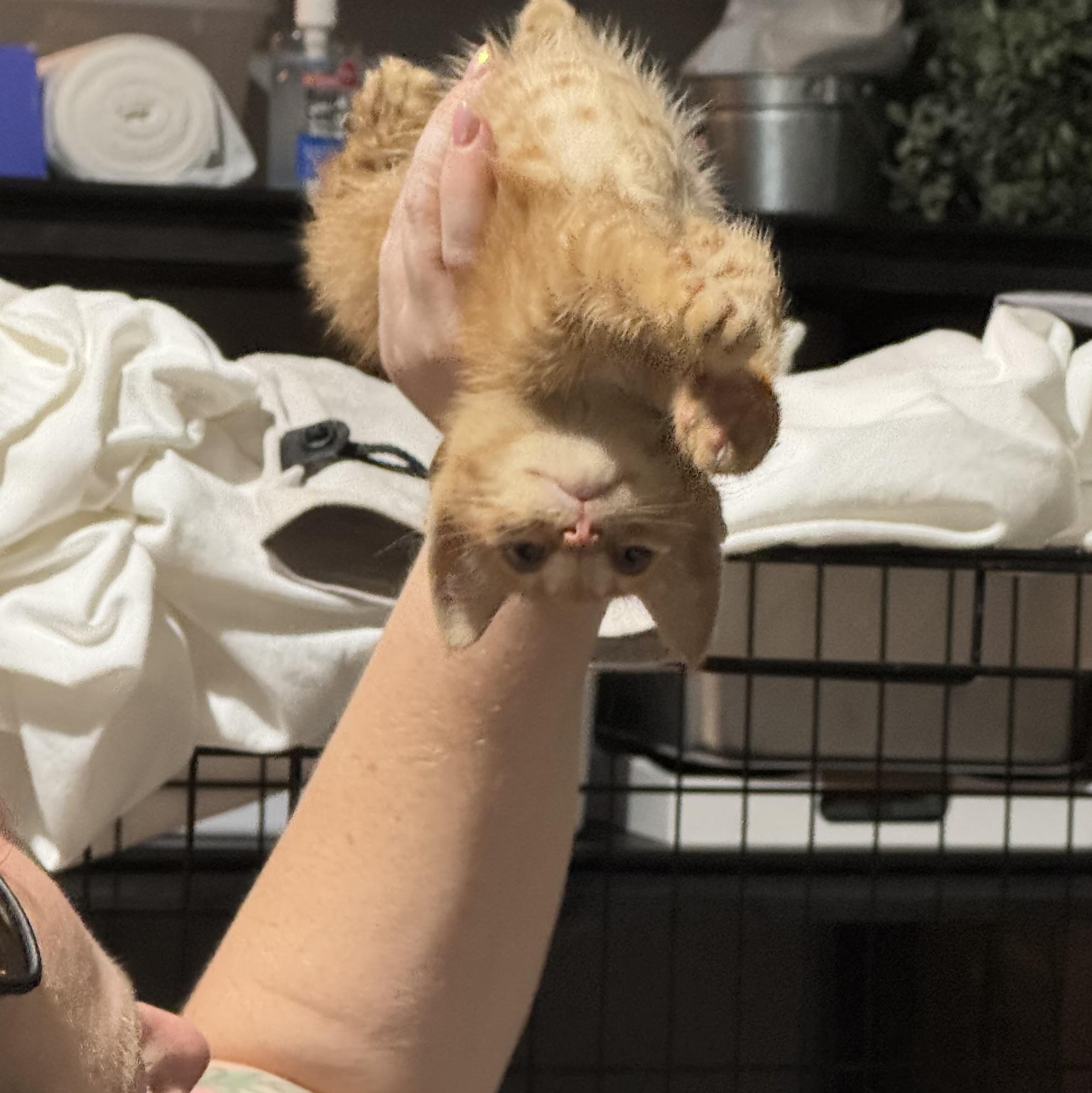 Enlarge Otto, a Adoptable mixed breed in Houston, TX image 3/6