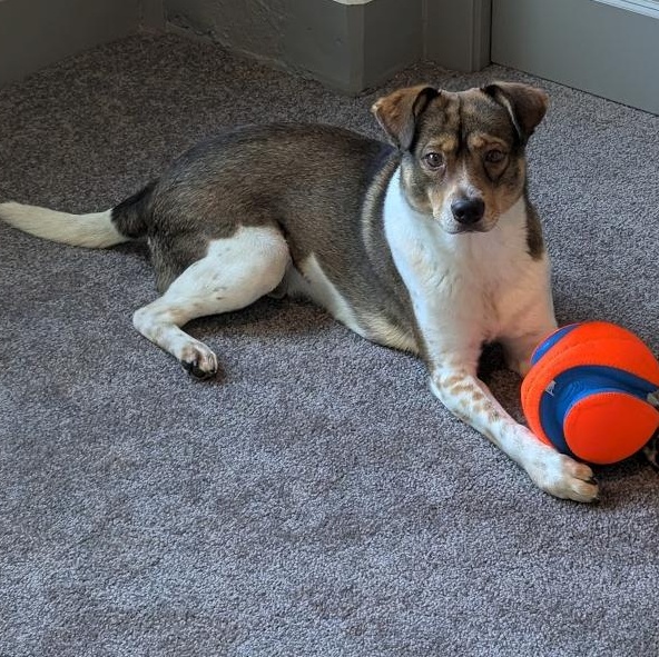 Enlarge Chico (Courtesy Posting), a Adoptable mixed breed in Richmond, VA image 2/4