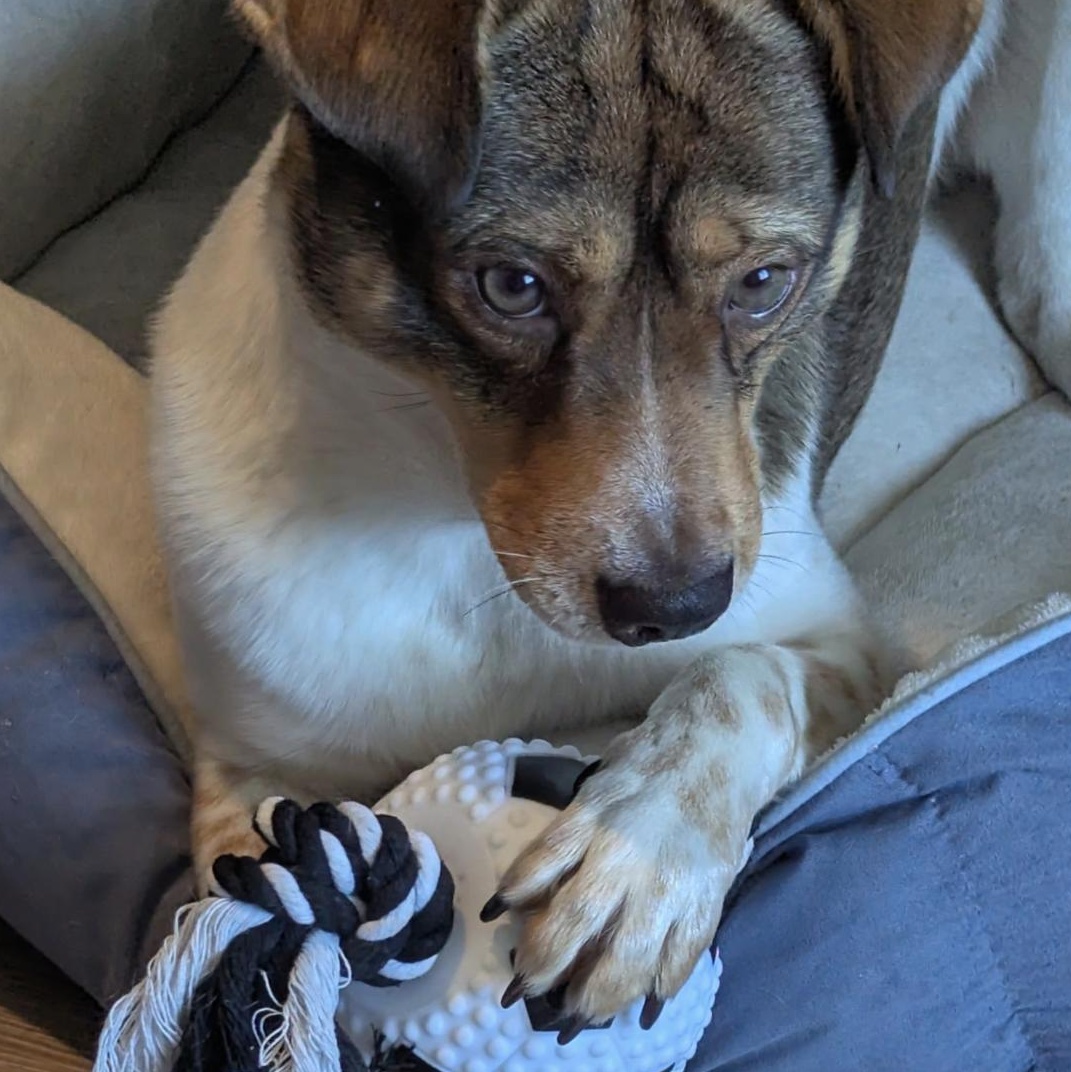 Enlarge Chico (Courtesy Posting), a Adoptable mixed breed in Richmond, VA image 3/4