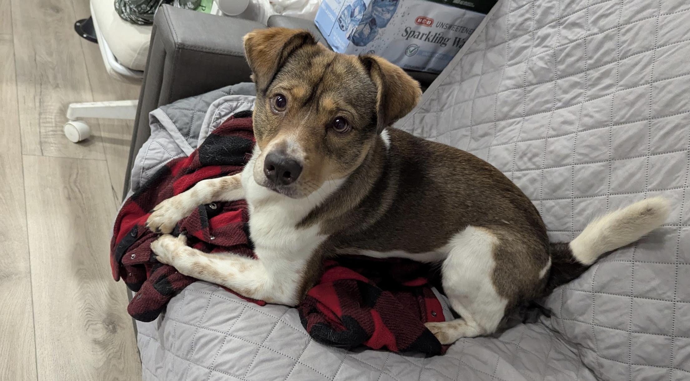 Enlarge Chico (Courtesy Posting), a Adoptable mixed breed in Richmond, VA image 4/4