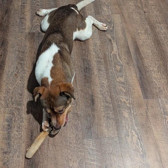 Enlarge Chico (Courtesy Posting), a Adoptable mixed breed in Richmond, VA image 1/4