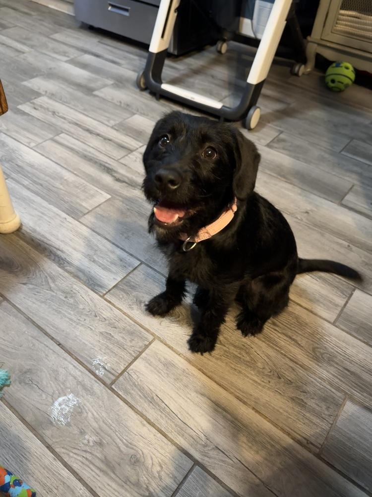 Enlarge Teagan, a Adoptable mixed breed in Lincoln Park, MI image 1/4