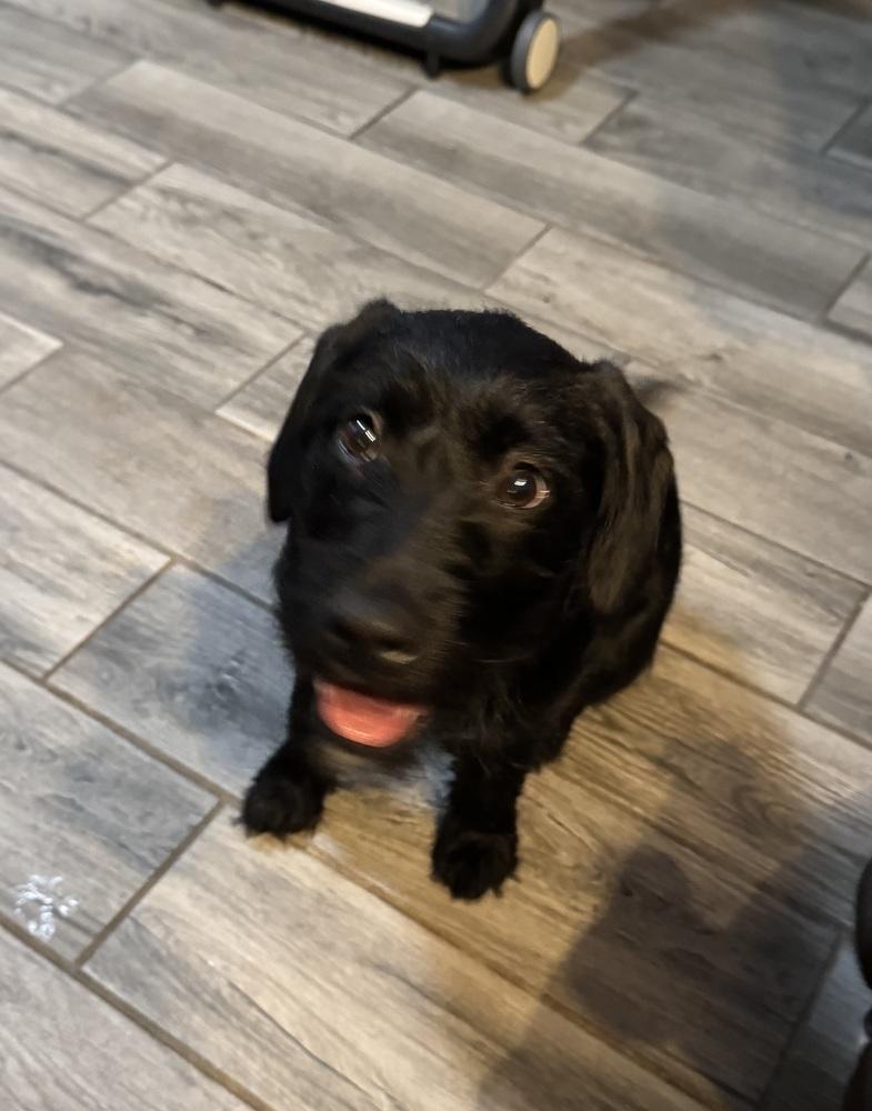 Enlarge Teagan, a Adoptable mixed breed in Lincoln Park, MI image 2/4