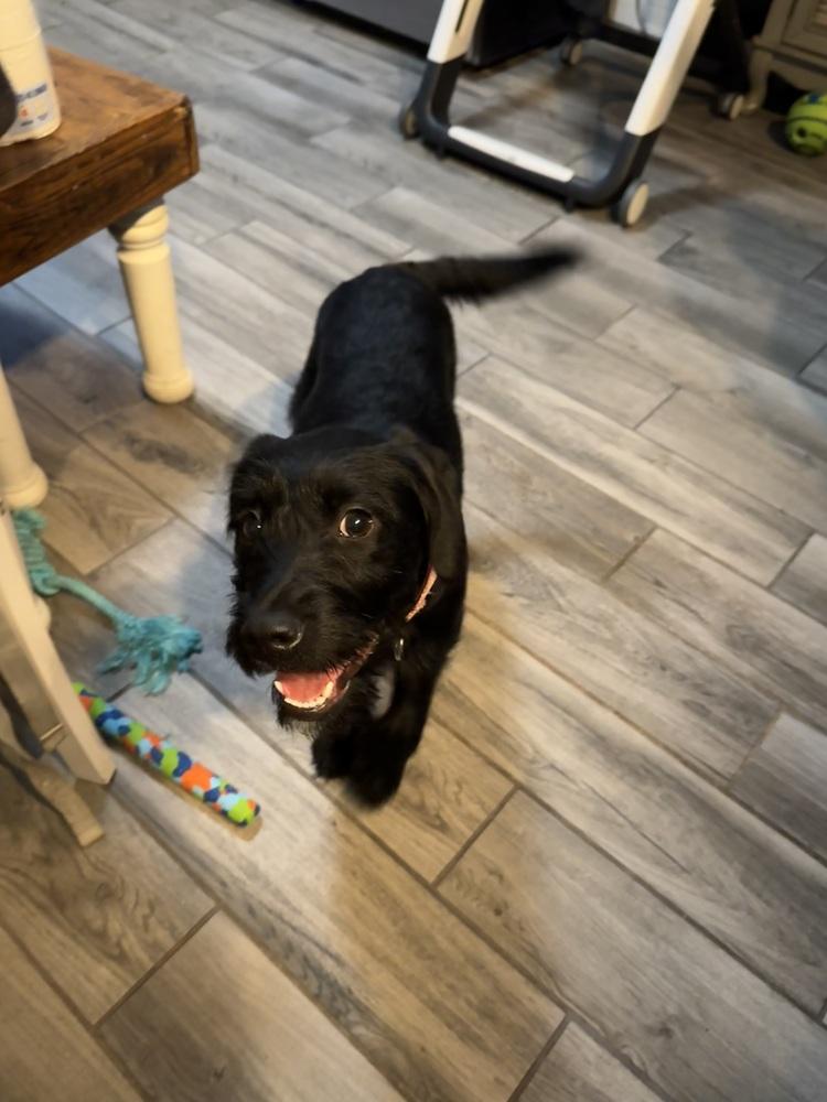 Enlarge Teagan, a Adoptable mixed breed in Lincoln Park, MI image 3/4