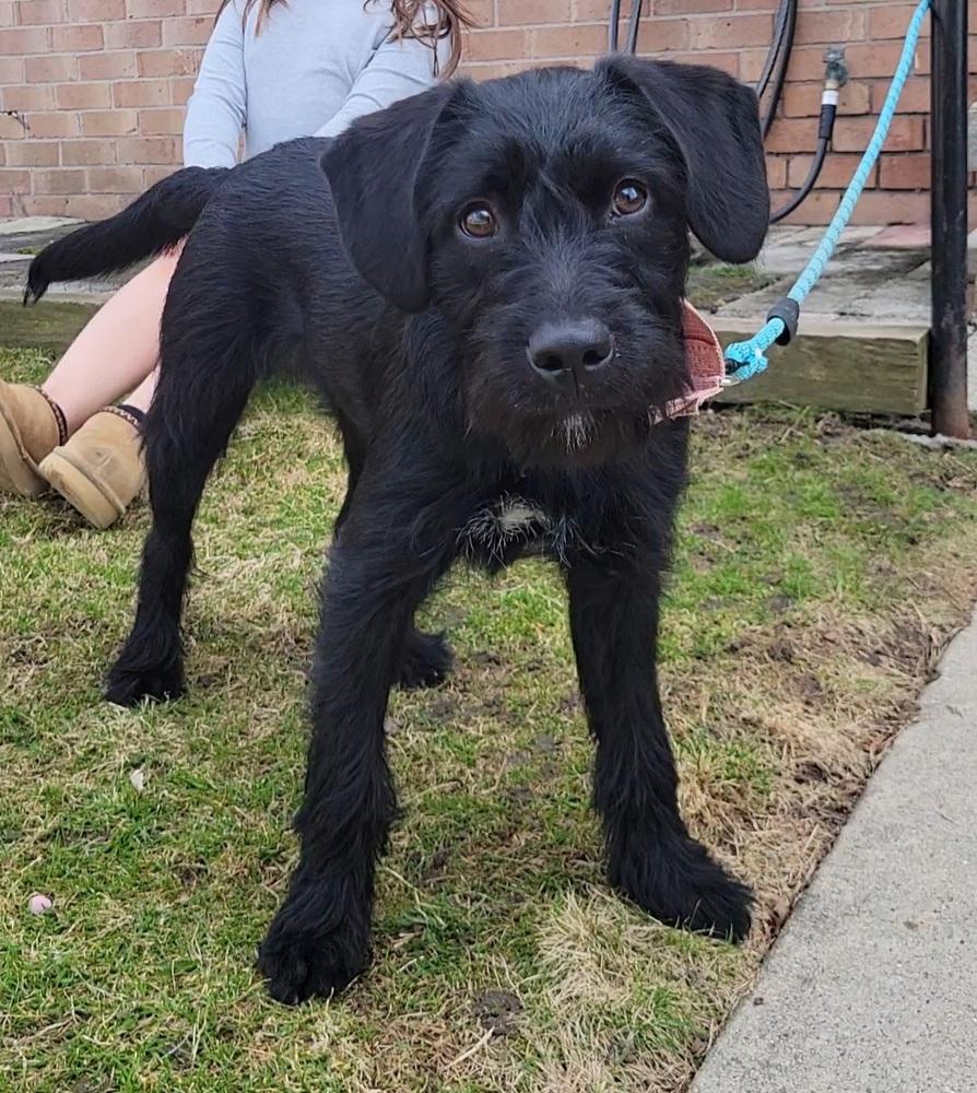 Enlarge Teagan, a Adoptable mixed breed in Lincoln Park, MI image 4/5