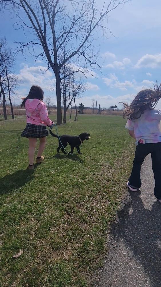 Enlarge Teagan, a Adoptable mixed breed in Lincoln Park, MI image 5/5