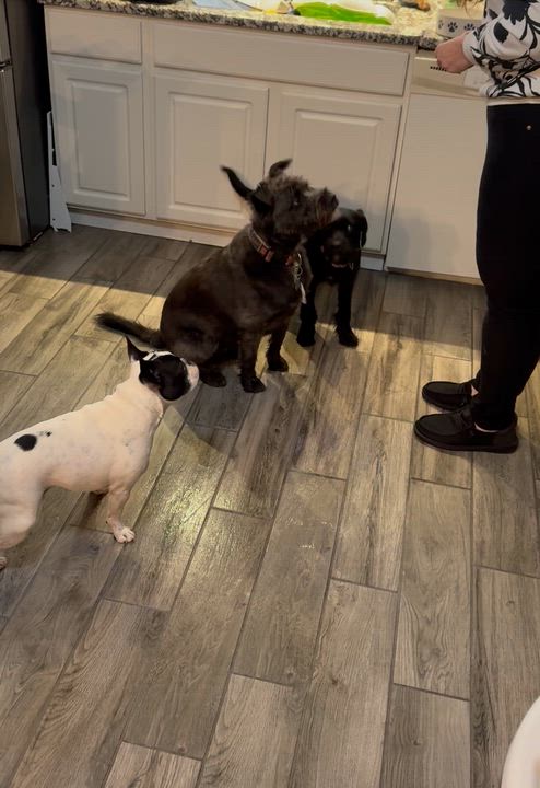 Enlarge Teagan, a Adoptable mixed breed in Lincoln Park, MI video 4/4