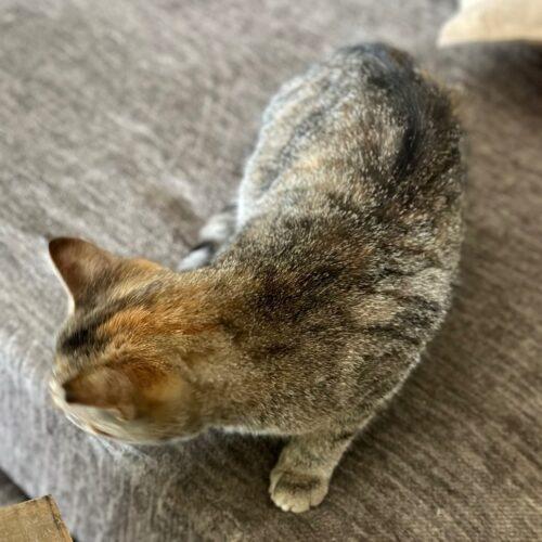 Trevino, an adopted Domestic Short Hair in Tipp City, OH image 1/5