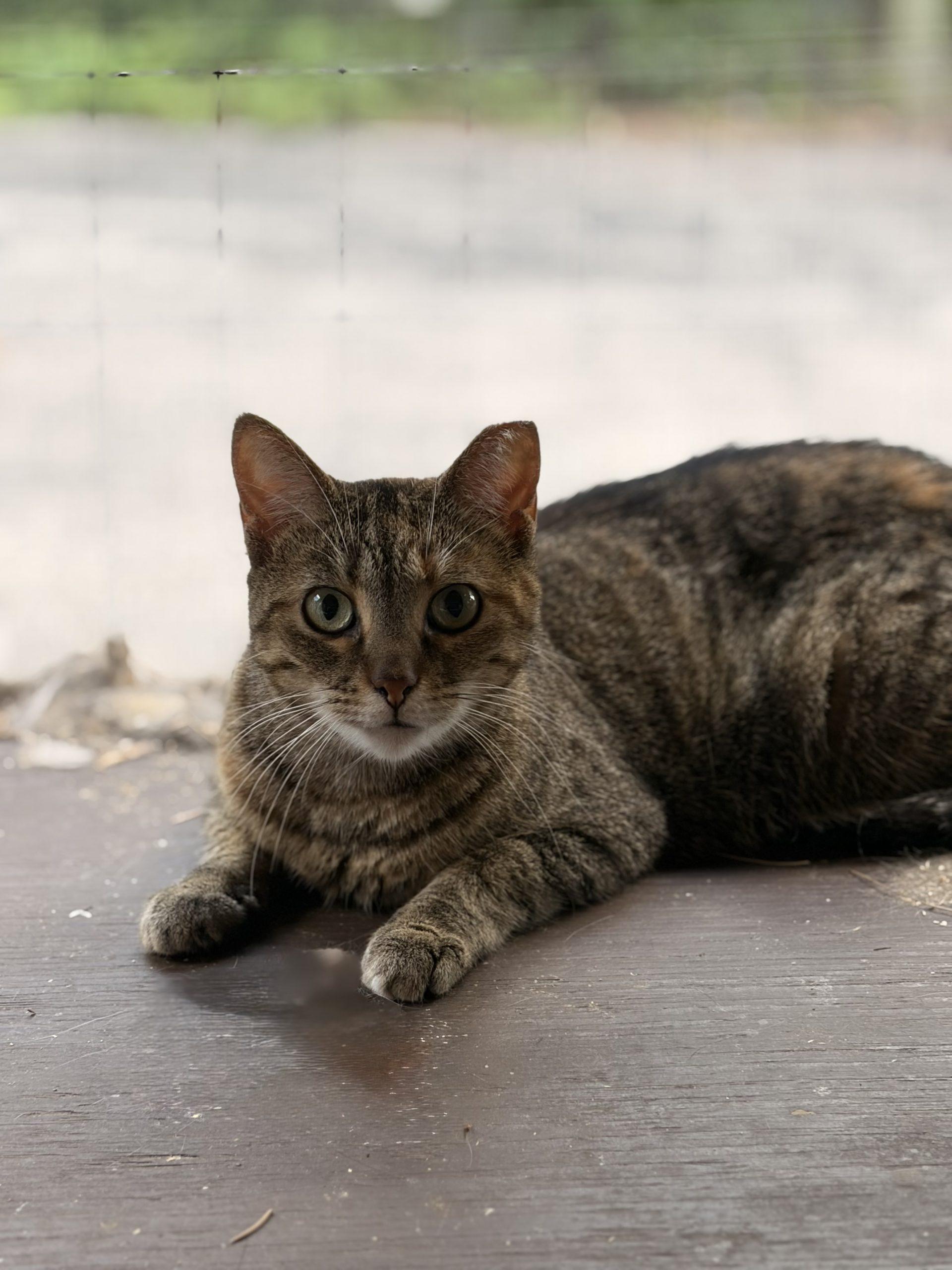 Trevino, an adopted Domestic Short Hair in Tipp City, OH image 2/5