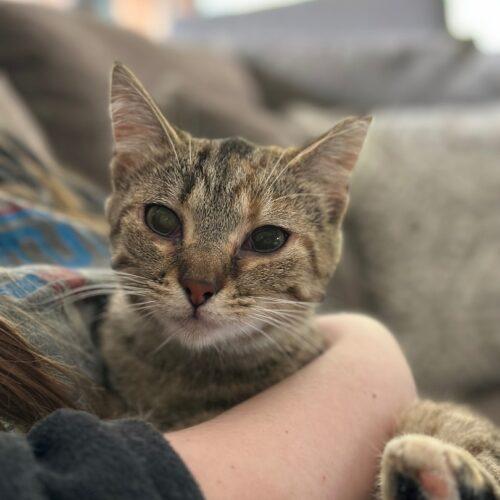 Trevino, an adopted Domestic Short Hair in Tipp City, OH image 2/5