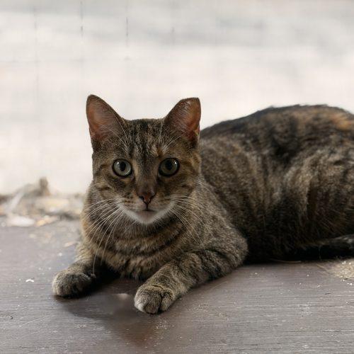 Enlarge Trevino, an adopted Domestic Short Hair in Tipp City, OH image 3/5