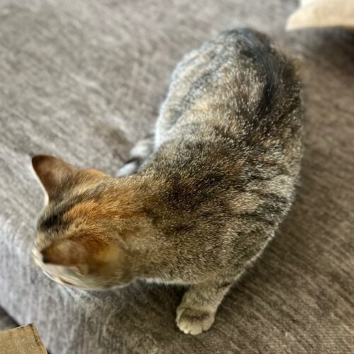 Trevino — thumbnail 5