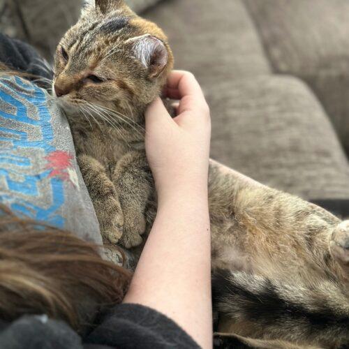 Trevino, an adopted Domestic Short Hair in Tipp City, OH image 3/5