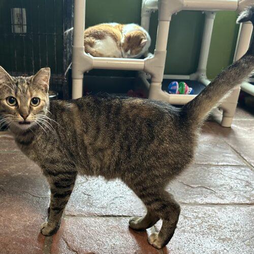 Trevino, an adopted Domestic Short Hair in Tipp City, OH image 4/5