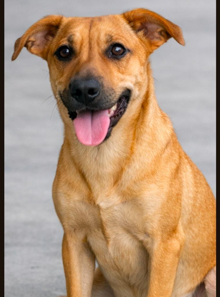 Trudy, Adoptable, Puppy Female Labrador Retriever.