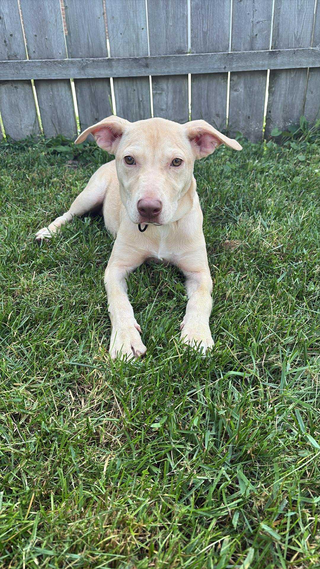 Rosie the Lab Mix pup!