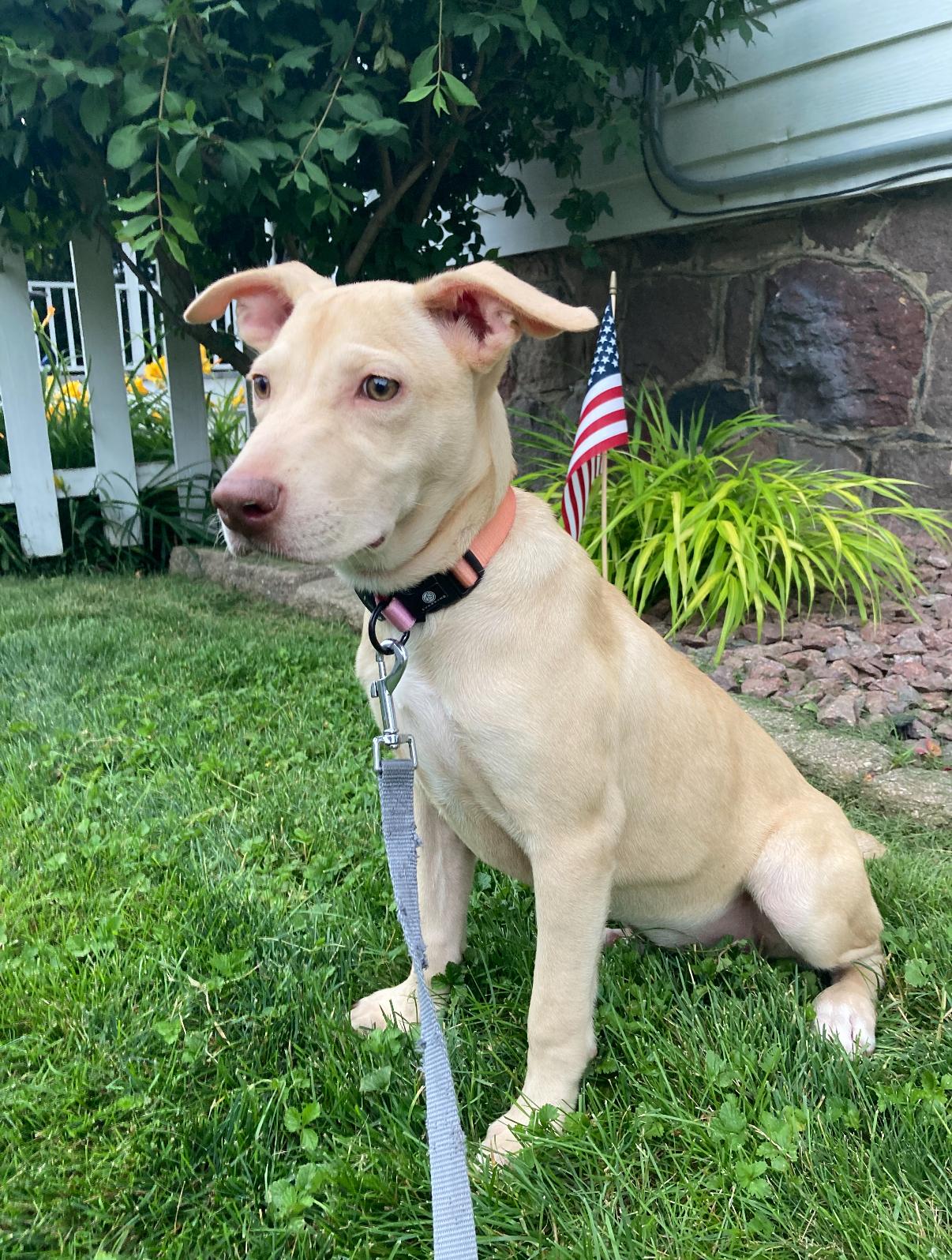 Rosie the Lab Mix pup!