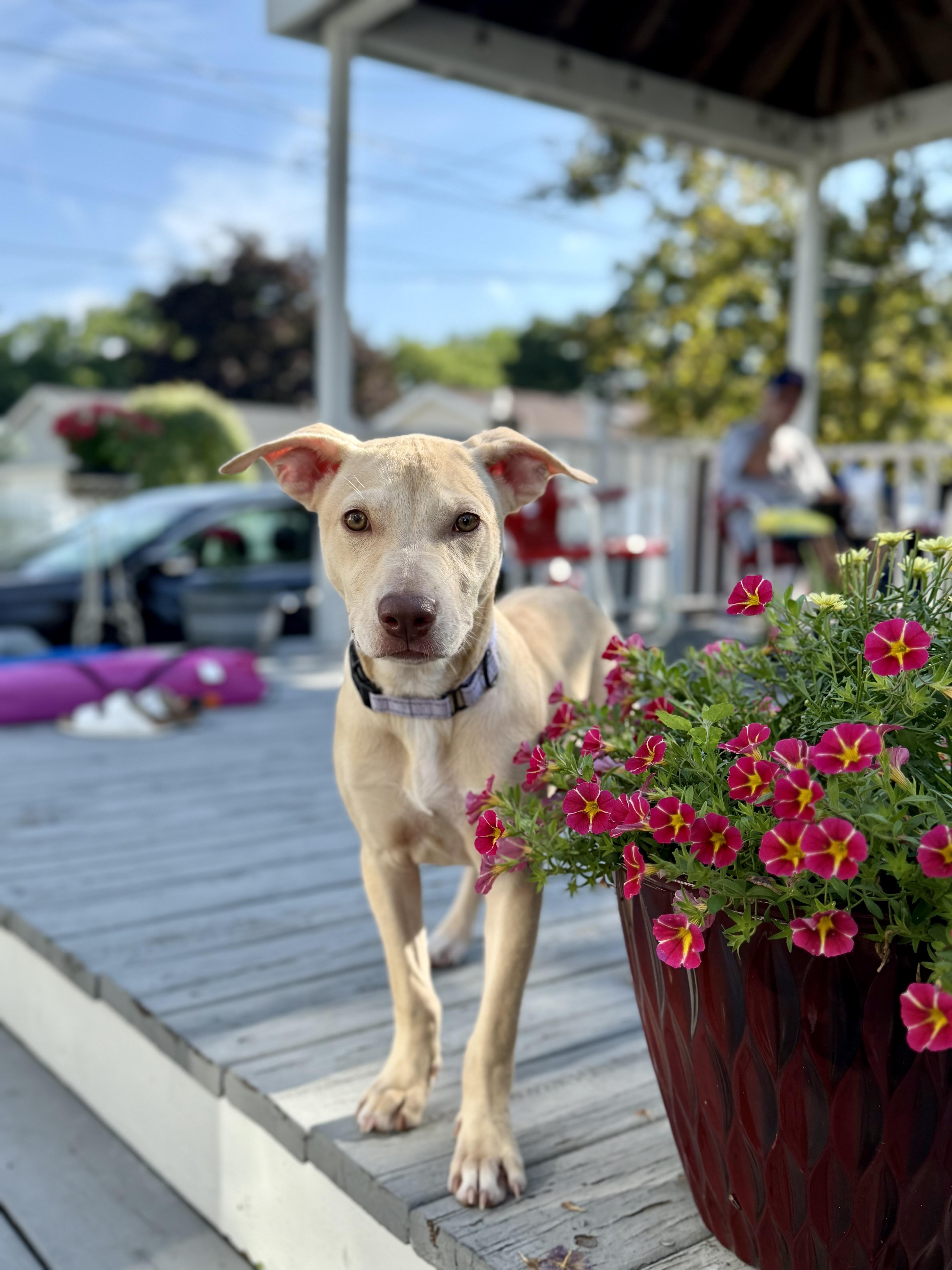 Rosie the Lab Mix pup!