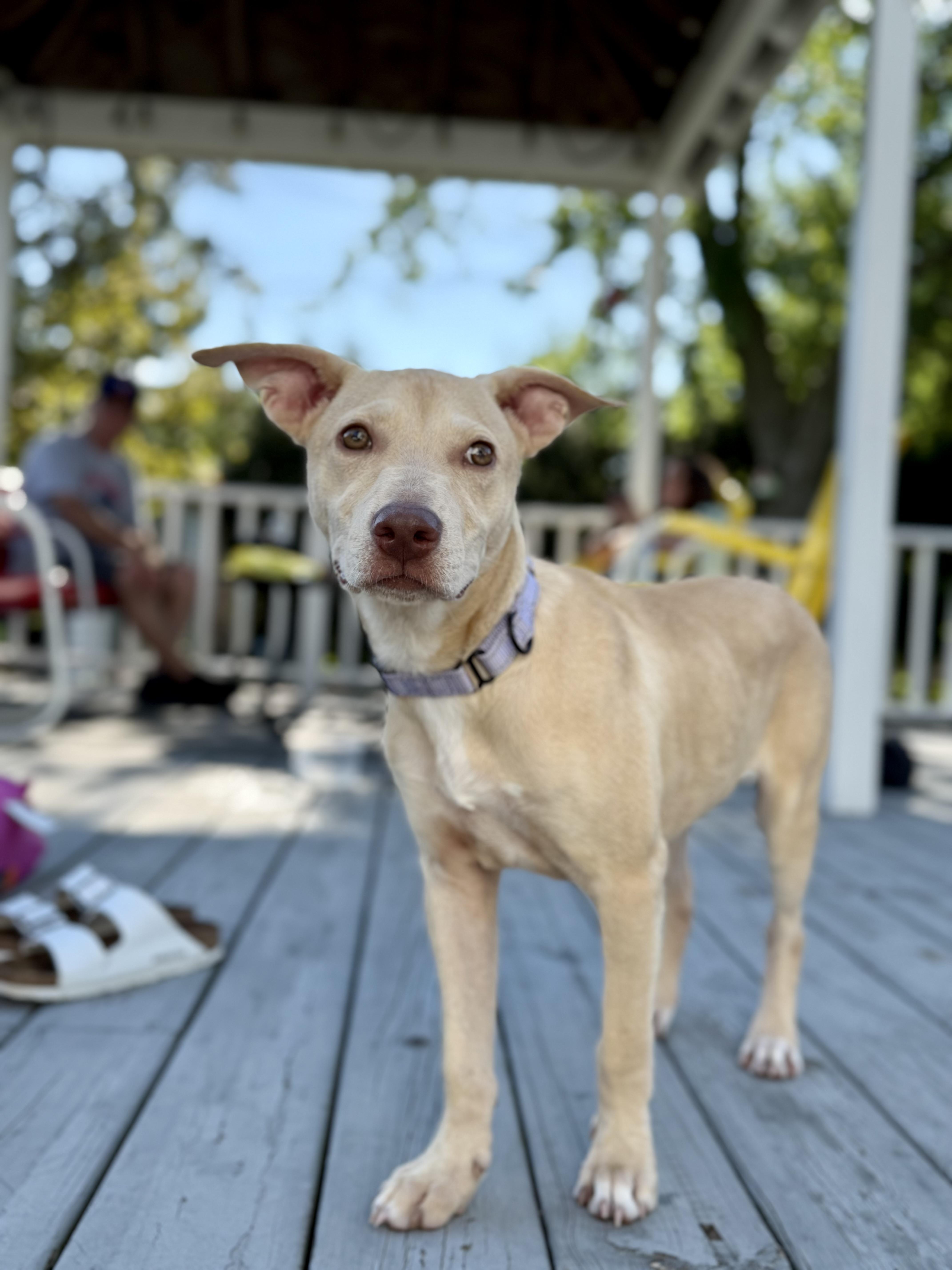 Rosie the Lab Mix pup!