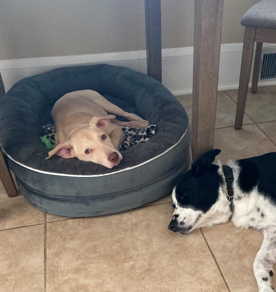 Rosie the Lab Mix pup!