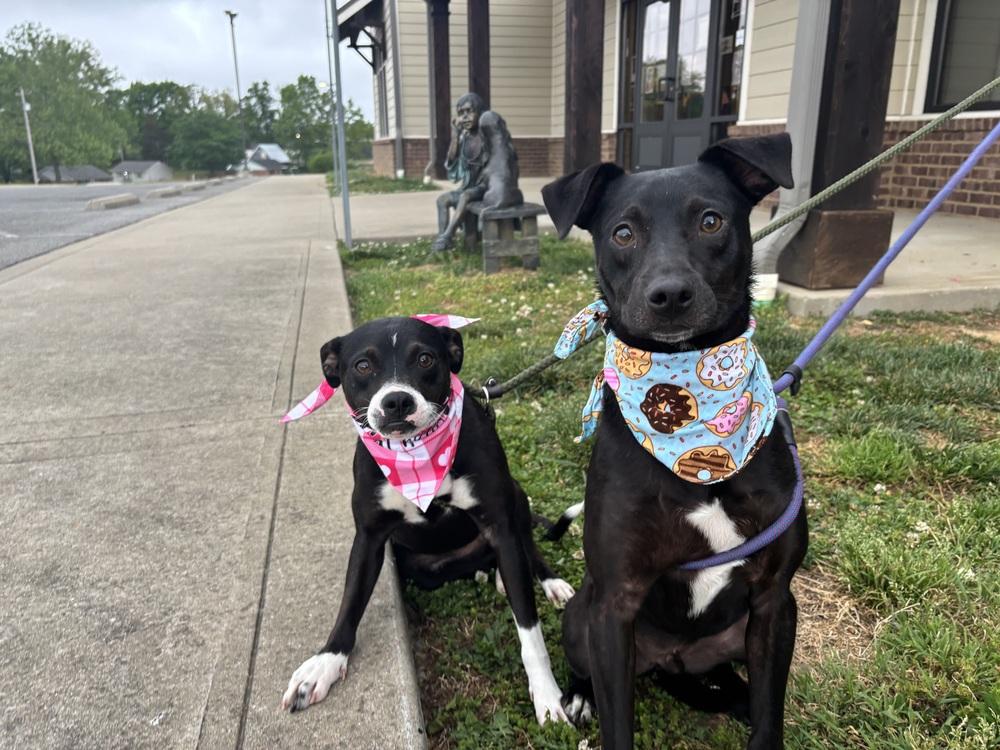 Gidget, Adoptable, Adult Female Mixed Breed.