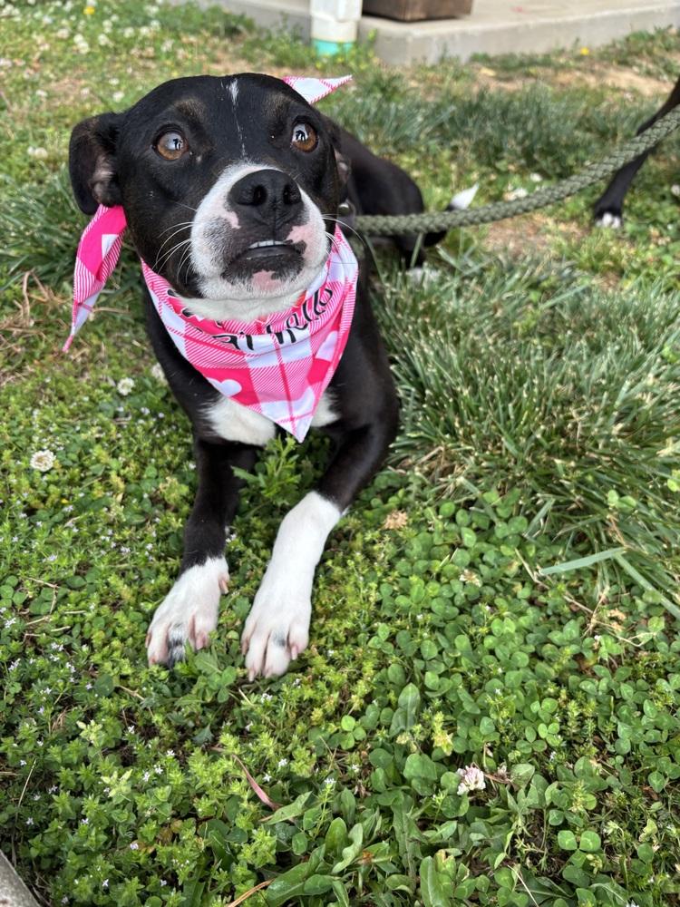 Enlarge Gidget, a Adoptable mixed breed in Dickson, TN image 2/2