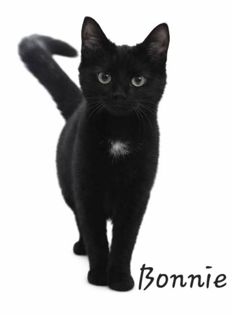 Enlarge Bonnie, a ADOPTABLE mixed breed in Byran, OH image 2/2